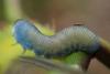 Athalia sp.
